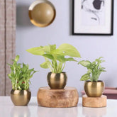 Lucky Thoughts Plants Trio